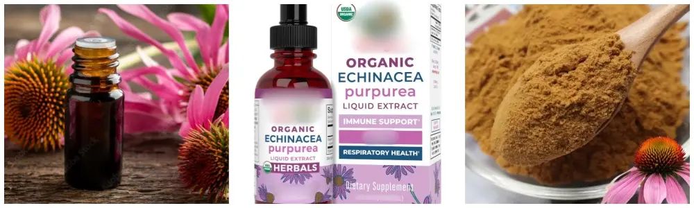 echinacea purpurea extract application