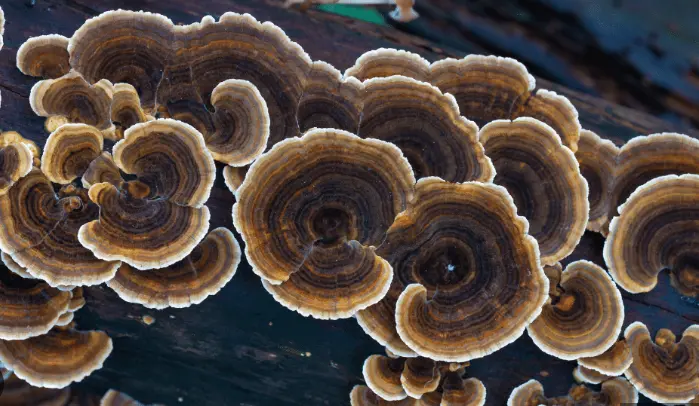 Coriolus Versicolor Extract Glucan