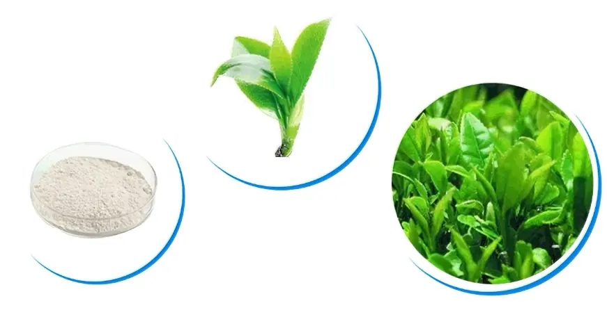 Epicatechin green tea extract