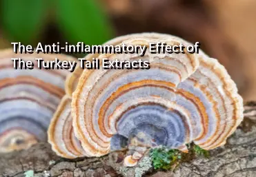 The Anti-inflammatory Effect of The Turkey Tail Extracts