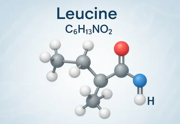 leucine benefits