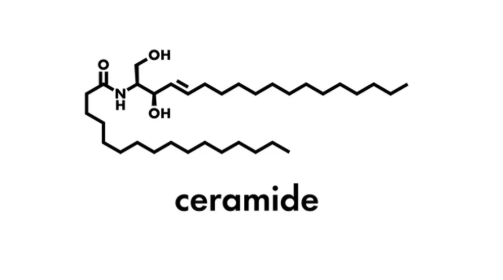 ceramides
