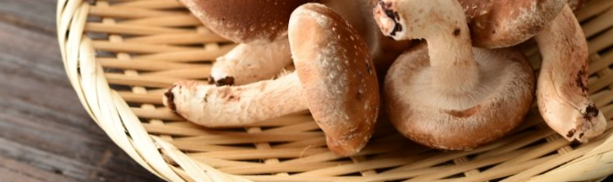 Shiitake Extract Alpha Glucan AHCC