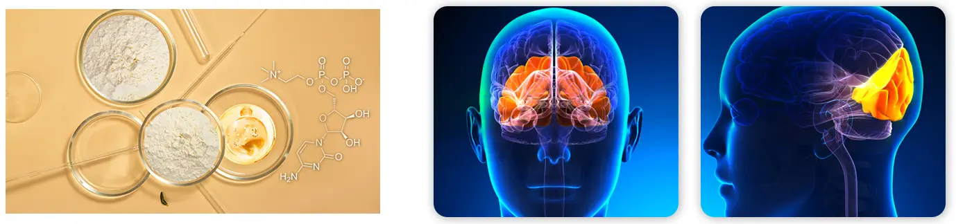 citicoline powder application