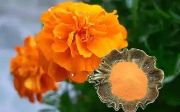 Lutein Powder