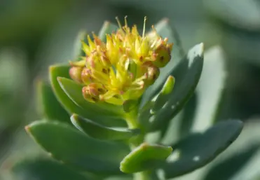 What is the difference between Rhodiola rosea salidroside and Rosavin?