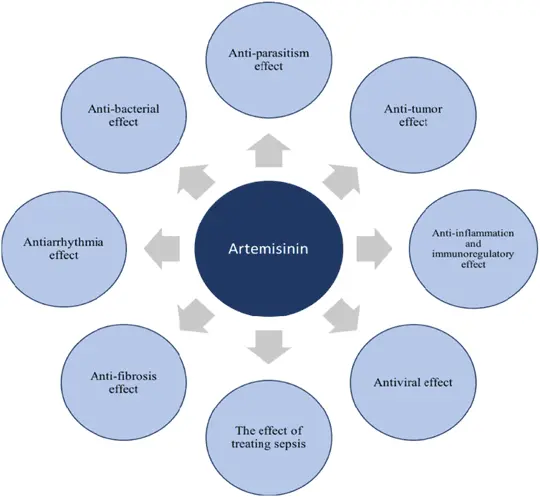 What does artemisinin do in the body?
