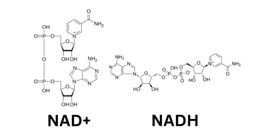 NAD+