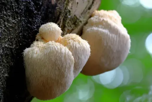 lions mane mushroom