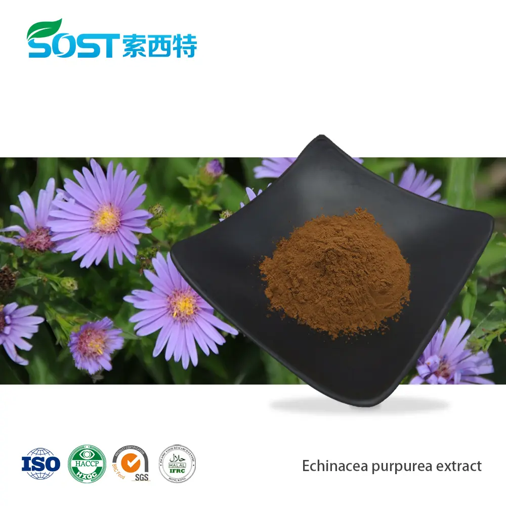 Echinacea purpurea extract紫锥菊提取物.jpg