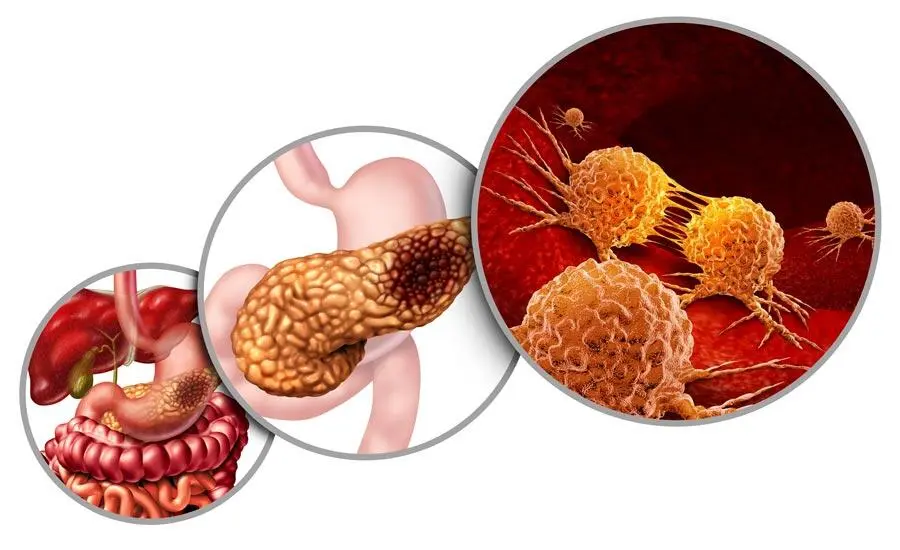 What does artemisinin do in the body?