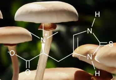 Where is natural ergothioneine derived from?