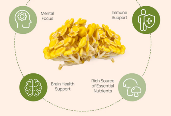 Citrine Pleurotus Extract Ergothioneine factory