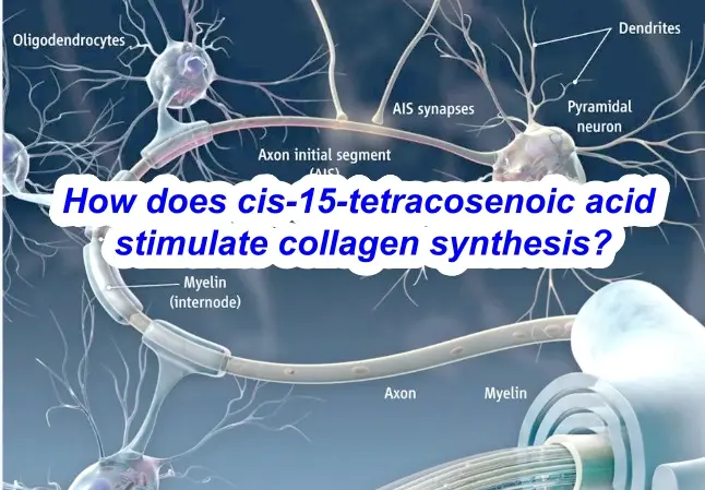 How does cis-15-tetracosenoic acid stimulate collagen synthesis?