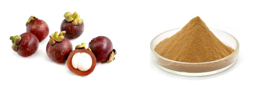 mangosteen extract powder