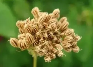 What is Common Cnidium Fruit?