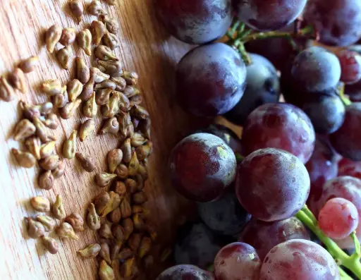 grape seed extract