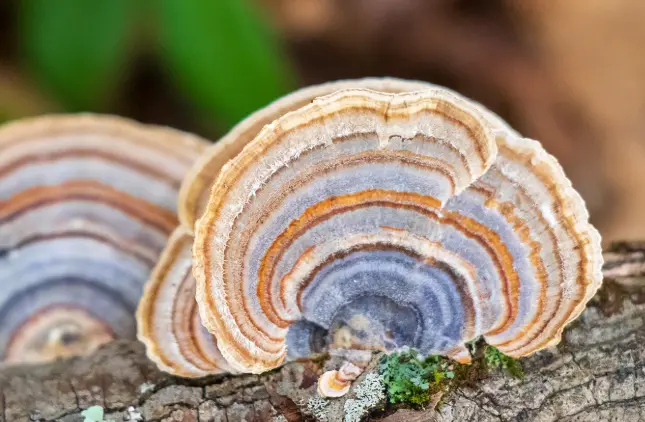 Turkey Tail Extract Polysaccharide