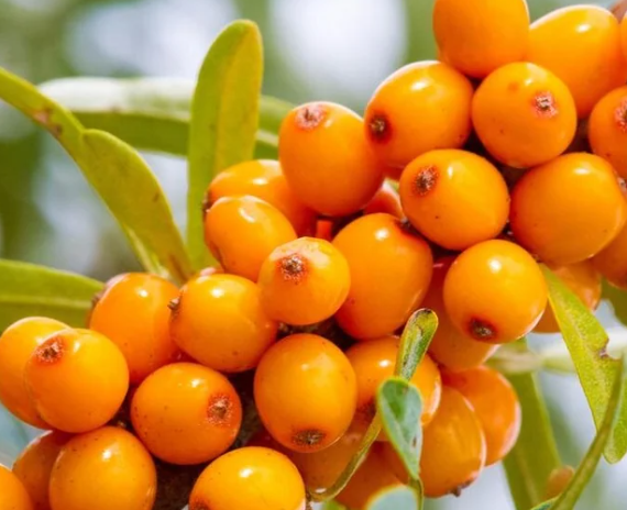 sea buckthorn fruit
