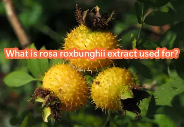 What is rosa roxbunghii extract used for?