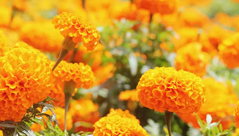 marigold flower extract