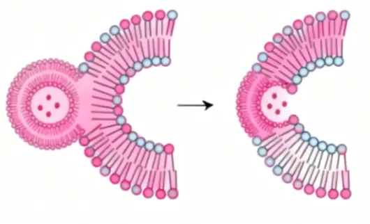 Liposomal Coenzyme Q10 Powder manufacturer