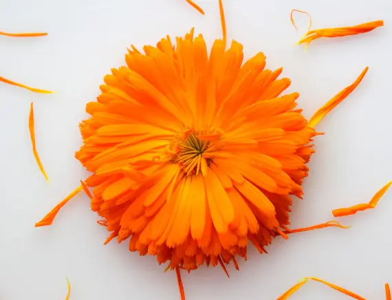 marigold flower extract
