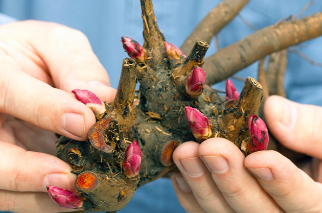 peony root extract