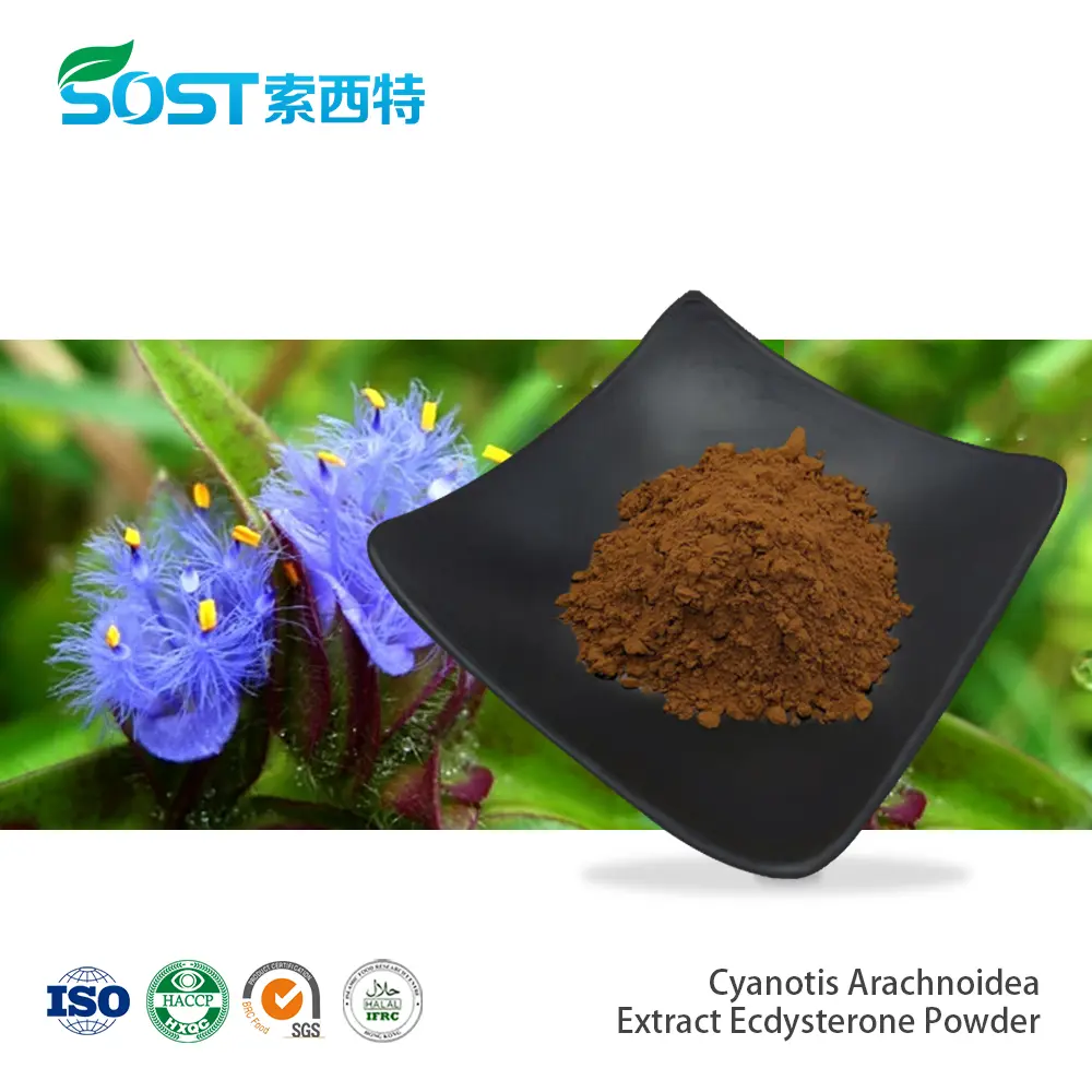 Cyanotis Arachnoidea Extract Ecdysterone Powder.jpg