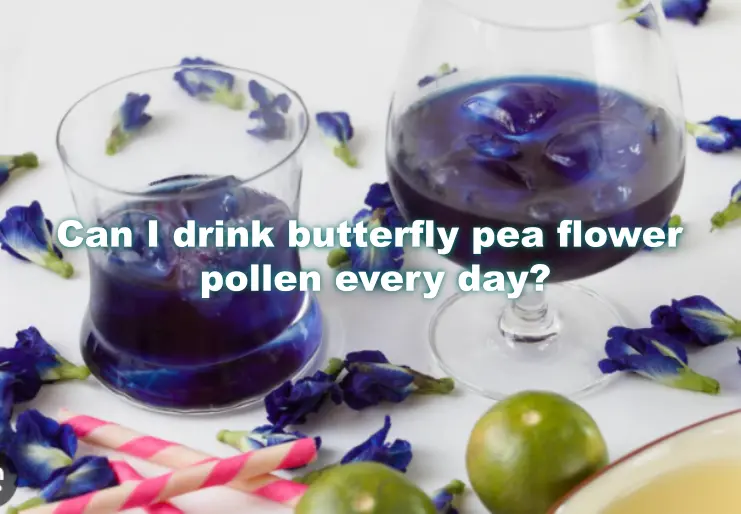 Can I drink butterfly pea flower pollen every day?