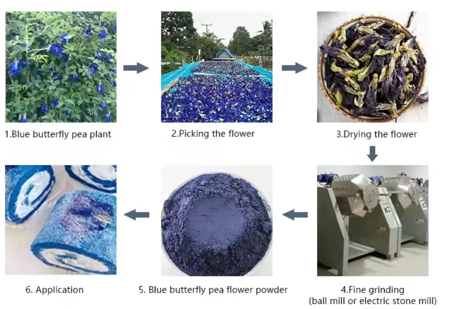 Blue Butterfly Pea Flower Powder factory flow chart 